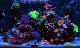 Jasa Settup Aquareef / Aquascape Khusus Laut Full Biota