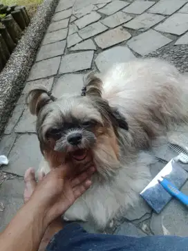 Grooming anjing panggilan ke rumah groomer salon hewan mandi styling