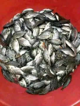 Bibit nila hitam