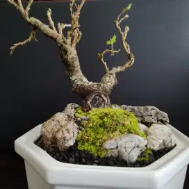 Bonsai Murbei menawan