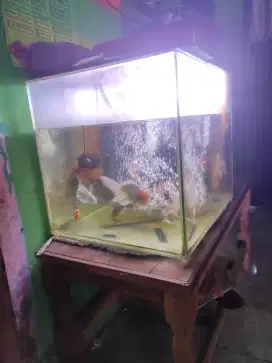 Aquarium bekas ukur 60 55