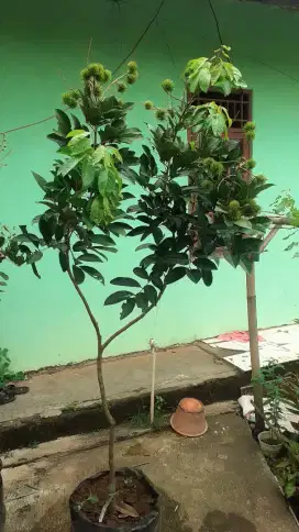 Pohon rambutan Binjai berbuah tinggi 2 meter