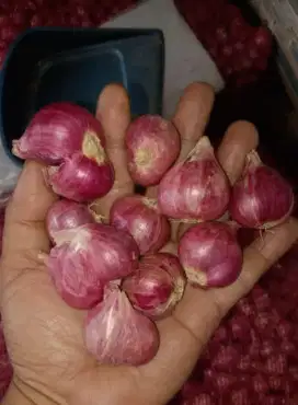 Bawang Merah Brebes