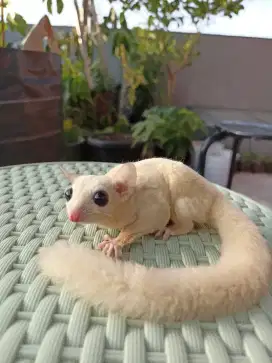 Sugar Glider Leucistic