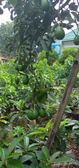 Tukang pohon buah depok