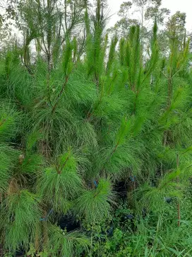 Jual Pohon Cemara Pinus Tinggi 1 mtr sampai 2 mtr.