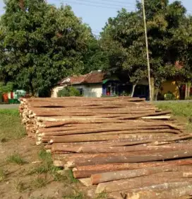 Dolken kayu Kampung
