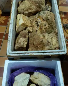 Batu Ambergris lengkap dengan uji lab