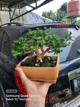 Bonsai Sancang~PremnaMicrophylla kelas kontes THE MAX 30 CM