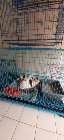 Penitipan kucing