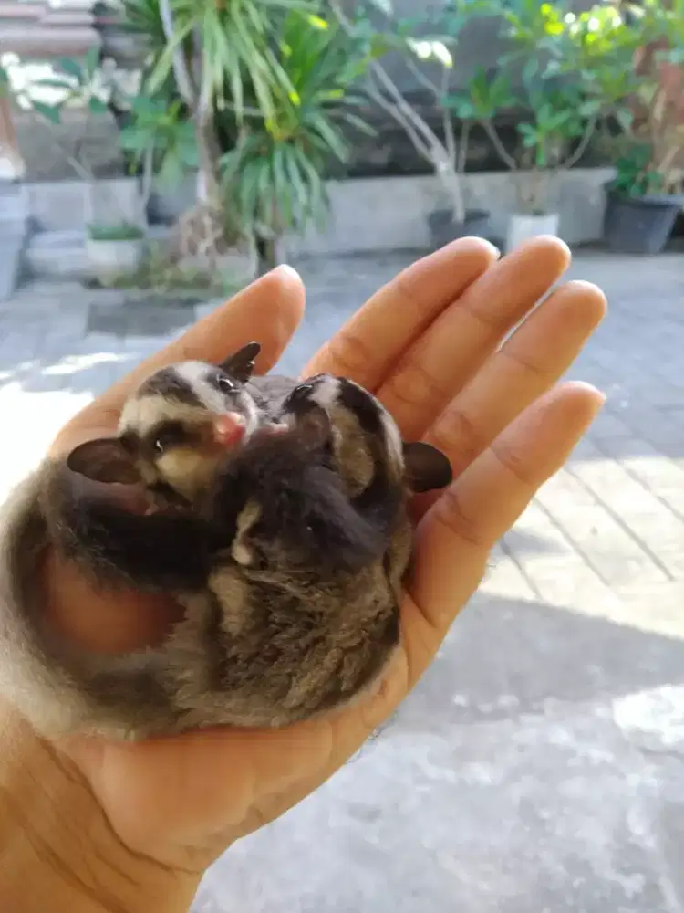 Sugar glider joey mantap