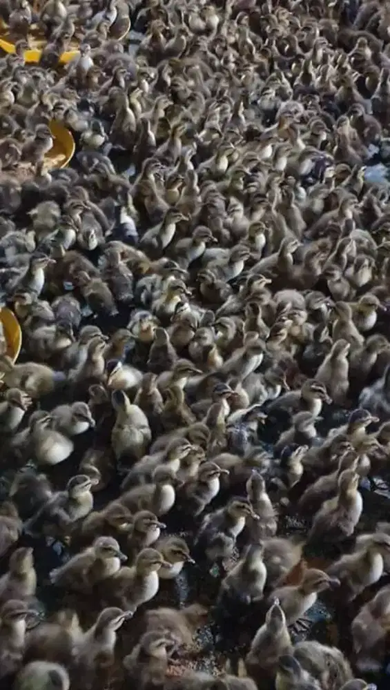 DOD bebek jantan baru netas