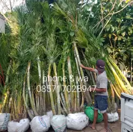Palem kuning besar ukuran 4 meter