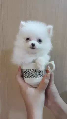 Anak Anjing Ras Beranekaragam Cakep Murah