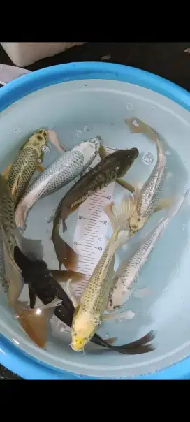 Ikan koi jenis kumpay uk 25-33