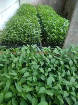 BIBIT CABE RAWIT UNGGUL SIAP TANAM/BIBIT CABAI RAWIT/BIBIT CABE RAWIT