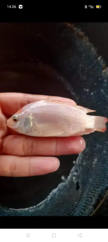 bibit ikan Nila merah Bangkok 7-8c
