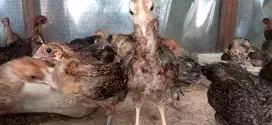 Anak ayam Arab usia 1bulan 3 Minggu sudah divaksin lengkap