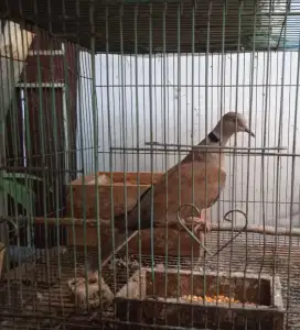 Burung puter indukan Betina kres pelung (Baca Deskripsi Iklan)