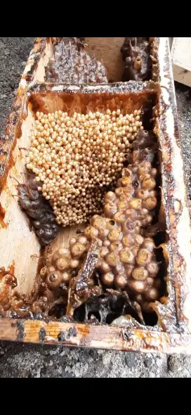 Madu Klanceng Asli