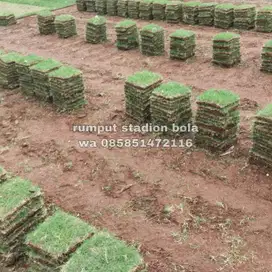 Harga Supplier Rumput Stadion Lapangan Zoysia Matrella Banjar