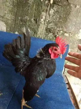 Ayam Hias Serama