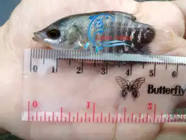 Bibit Ikan Gurami Hitam ± 2,5 inchi / Benih Gurami Hitam ± 2,5 inci