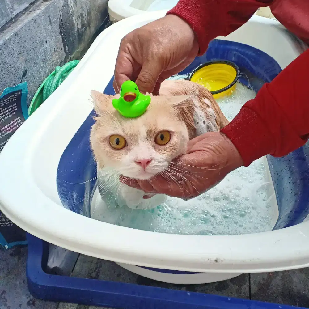 Grooming panggilan profesional