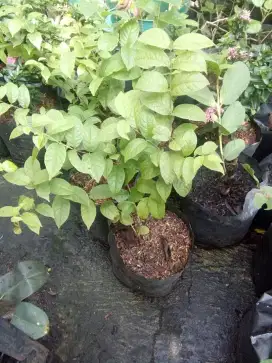 melati belanda taman davis jl merpati 5 no 207 Depok Jaya