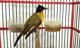 Kutilang emas jantan gacor dan bahan prospek