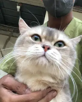 Grooming dengan promo anjing dan kucing jakarta
