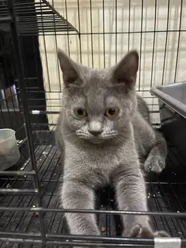 Kucing British Short Hair non ped cakep