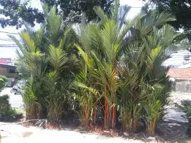 Pohon palem merah COD ( 3-3,5meter)