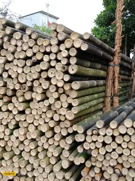 Jual bambu steger pajangan 6m