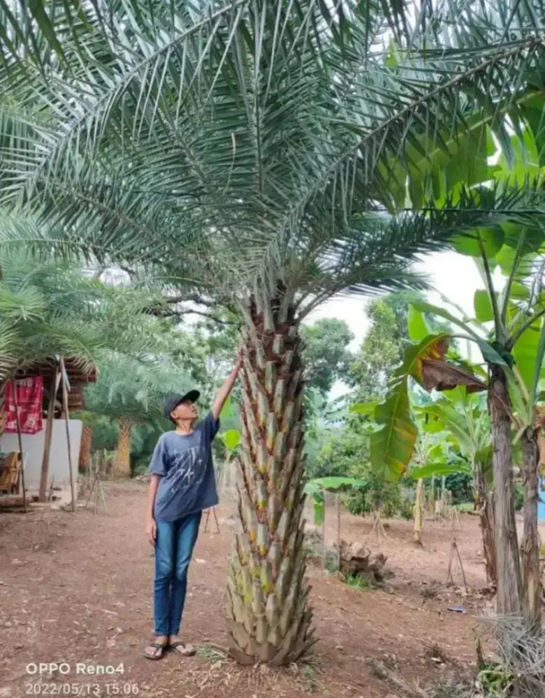 Jual pohon palem kenari kuning