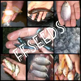 Jual bibit ikan lele