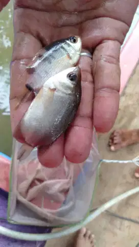 Amanah Olshope bibit ikan Tembakang