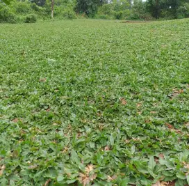 Rumput Gajah Mini / Pasang Rumput Gajah Mini