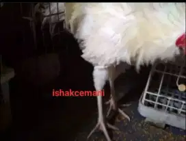 Ayam Walik Putih Jantan Dewasa Mata Kuning, Kaki Kuning, Paruh Kuning