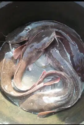 Induk ikan lele yg siap pijah pake 7 ekr