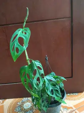 Tanaman Hias Janda Bolong (Monstera AdanSonii)