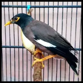 Burung jalak nias gacoran dan bahan masteran murai