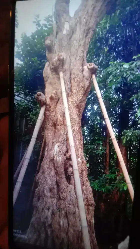 Posil pohon pule berkataktet