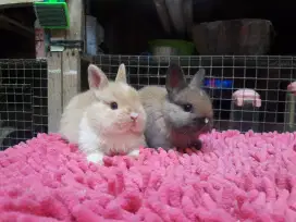 kelinci mini netherland dwarf