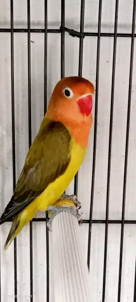 Jual BURJA Lovebird EWING GREEN Muda
