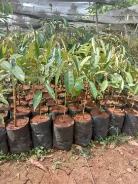 Bibit siling durian alpukat seedling durian siap sambung area Lampung