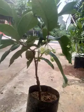 Pohon Jambu air madu deli