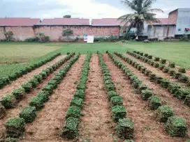 Distributor rumput taman area medan
