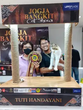 Grooming Kucing Panggilan