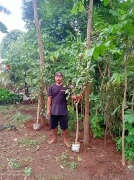 Pohon Dadap Merah